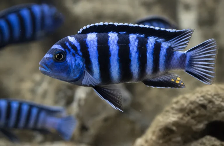 Pyszczak zebra - Maylandia zebra