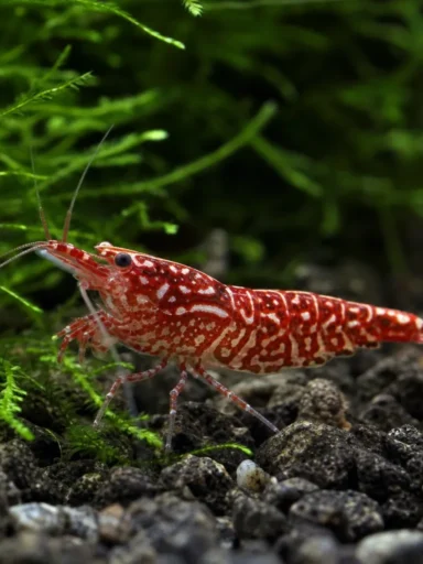 Krewetka Red Galaxy Fishbone - Caridina logemanni 'Red Galaxy Fishbone'