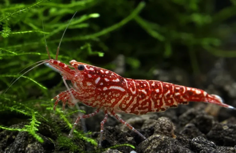 Krewetka Red Galaxy Fishbone - Caridina logemanni 'Red Galaxy Fishbone'