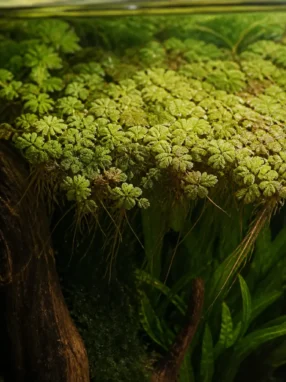 Azolla filiculoides