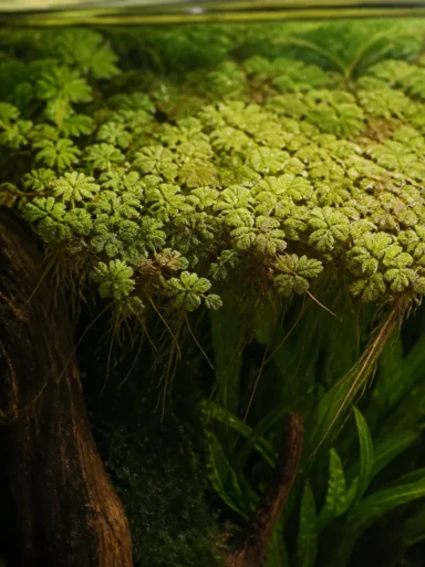Azolla filiculoides