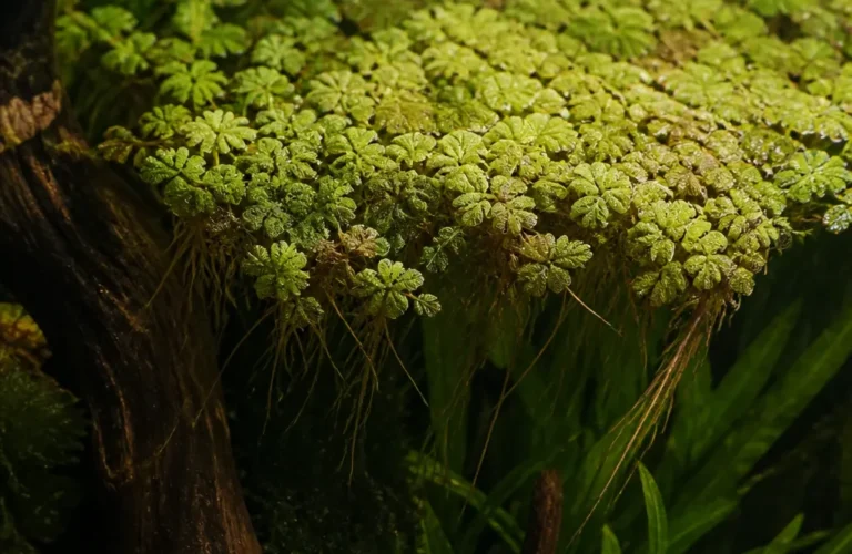 Azolla filiculoides