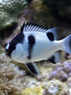 Garbik trójplamy - Dascyllus trimaculatus