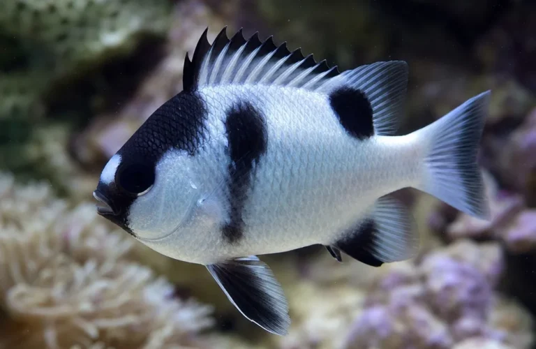 Garbik trójplamy - Dascyllus trimaculatus