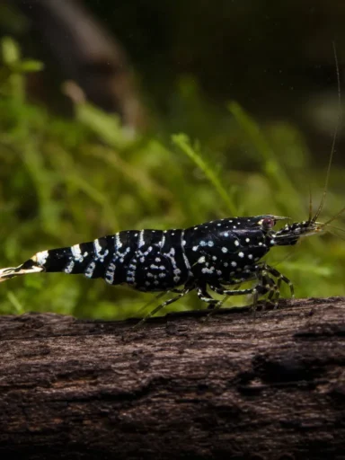 Krewetka Black Galaxy Fishbone - Caridina logemanni 'Black Galaxy Fishbone'