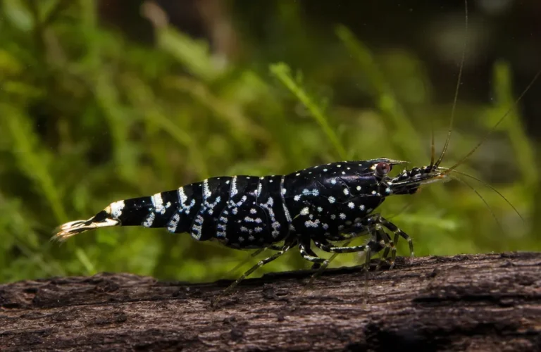 Krewetka Black Galaxy Fishbone - Caridina logemanni 'Black Galaxy Fishbone'
