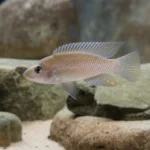 Akwarium 150 l