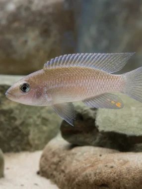 Księżniczka z Burundi - Neolamprologus brichardi