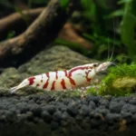 Księżniczka z Burundi – Neolamprologus brichardi