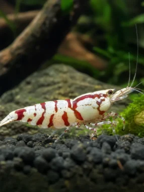 Krewetka Boa - Caridina logemanni 'Boa'