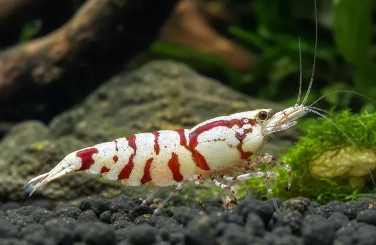 Krewetka Boa - Caridina logemanni 'Boa'