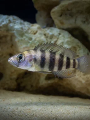 Muszlowiec wielopręgi - Neolamprologus multifasciatus