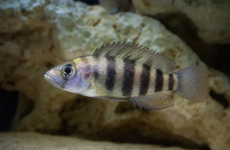 Muszlowiec wielopręgi - Neolamprologus multifasciatus