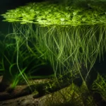 Garbik czteropręgi – Dascyllus melanurus