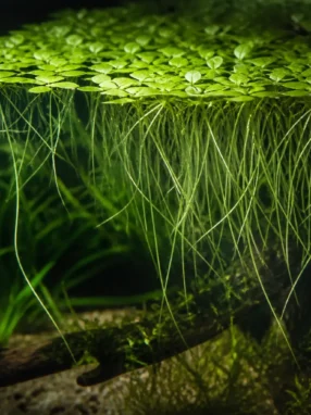 Spirodela polyrhiza