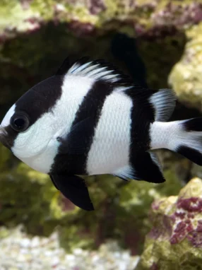 Garbik czteropręgi - Dascyllus melanurus