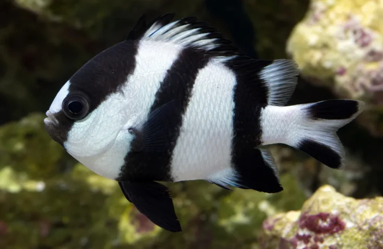 Garbik czteropręgi - Dascyllus melanurus