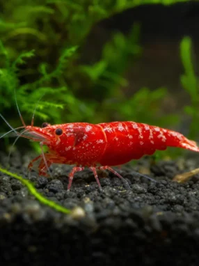 Krewetka Painted Fire Red - Neocaridina davidi 'Painted Fire Red'
