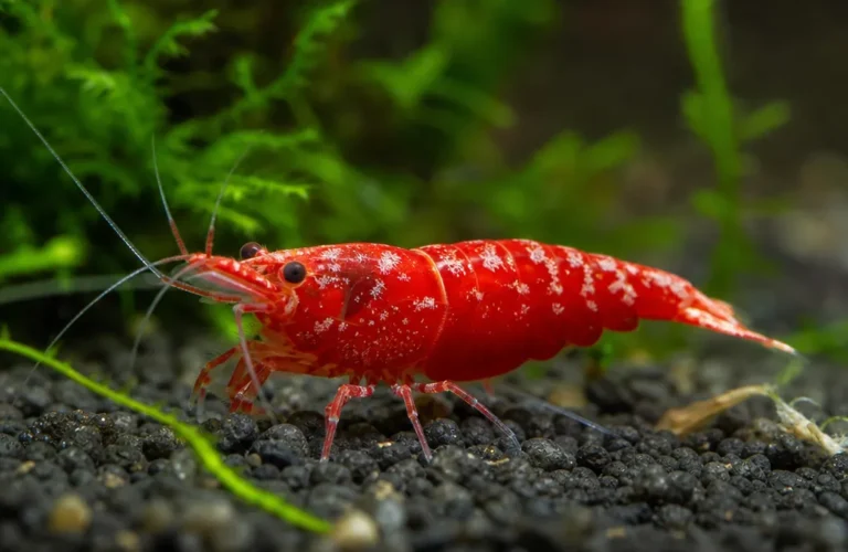 Krewetka Painted Fire Red - Neocaridina davidi 'Painted Fire Red'