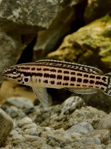 Naskalnik kędzierzawy - Julidochromis ornatus