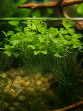 Lemna trisulca