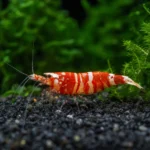 Garbik trójpręgi – Dascyllus aruanus