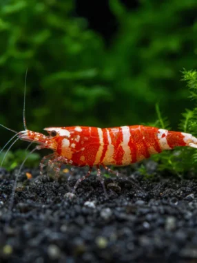 Krewetka Red Boa - Caridina logemanni 'Red Boa'