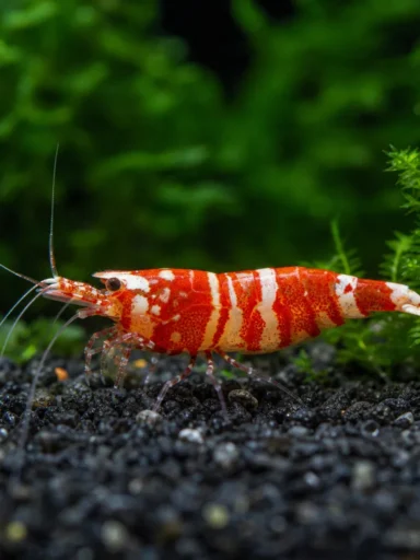 Krewetka Red Boa - Caridina logemanni 'Red Boa'