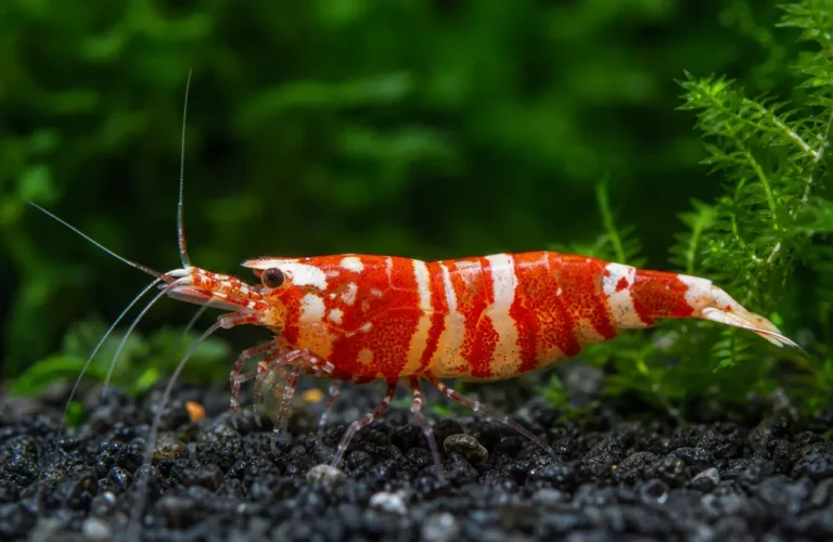 Krewetka Red Boa - Caridina logemanni 'Red Boa'