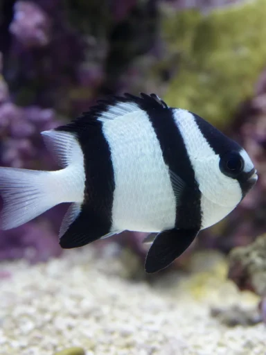 Garbik trójpręgi - Dascyllus aruanus