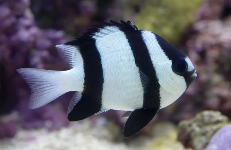 Garbik trójpręgi - Dascyllus aruanus