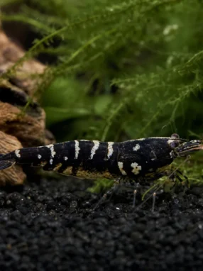 Krewetka Black Boa - Caridina logemanni 'Black Boa'