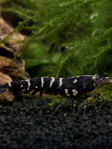 Krewetka Black Boa - Caridina logemanni 'Black Boa'