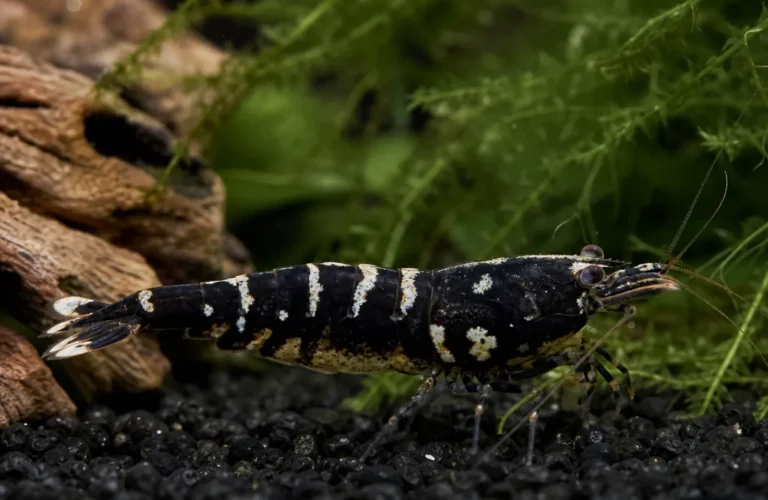 Krewetka Black Boa - Caridina logemanni 'Black Boa'