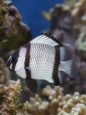Garbik siatkowany - Dascyllus reticulatus