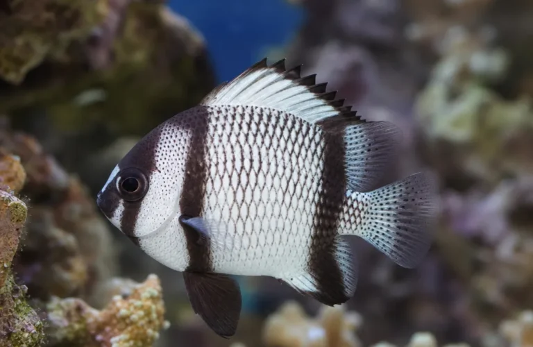 Garbik siatkowany - Dascyllus reticulatus